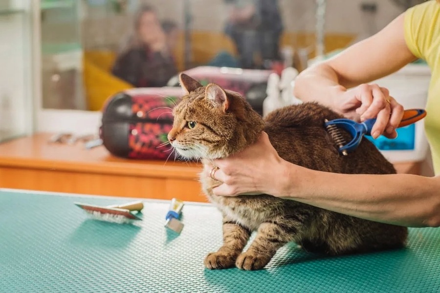 Cat Grooming Behavior: What Every Owner Should Know